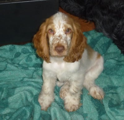 Les chiots de Cocker Spaniel Anglais