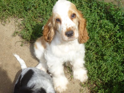 Bim - Cocker Spaniel Anglais