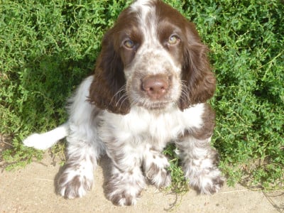 Belle-Dame(la papillone) - Cocker Spaniel Anglais
