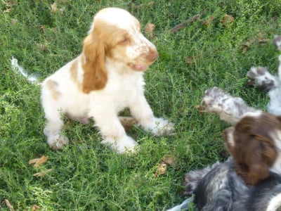 Les chiots de Cocker Spaniel Anglais