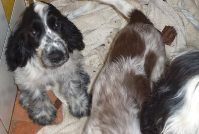 Les chiots de Cocker Spaniel Anglais