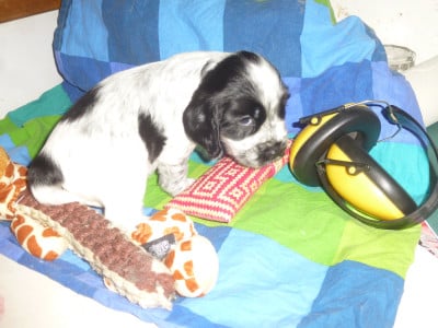 Les chiots de Cocker Spaniel Anglais