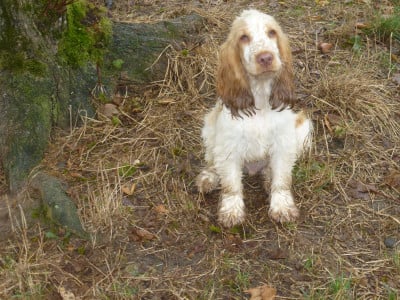 Les chiots de Cocker Spaniel Anglais