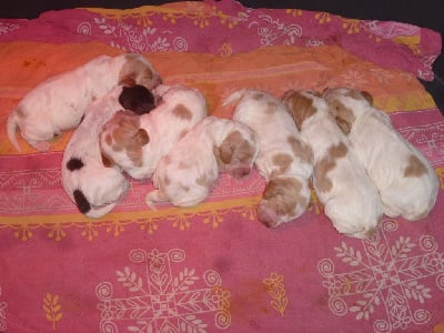 Les chiots de Cocker Spaniel Anglais