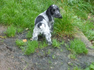 Les chiots de Cocker Spaniel Anglais