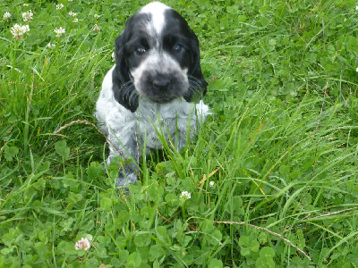 Les chiots de Cocker Spaniel Anglais