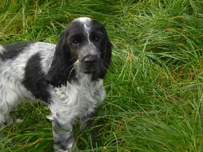 Les chiots de Cocker Spaniel Anglais