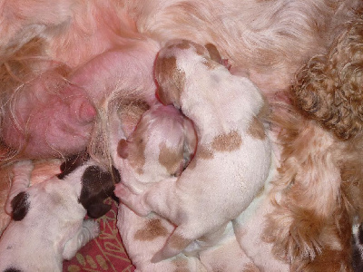 Les chiots de Cocker Spaniel Anglais