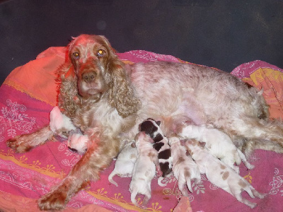 Les chiots de Cocker Spaniel Anglais
