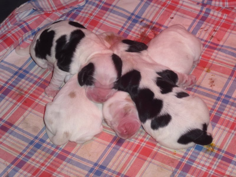 Cocker Spaniel Anglais - Du taillis du houx