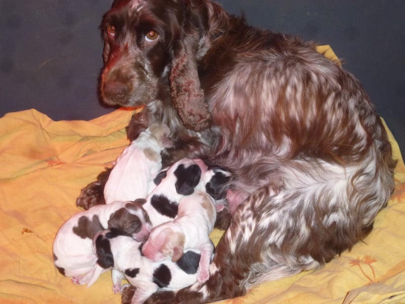 Cocker Spaniel Anglais - Du taillis du houx