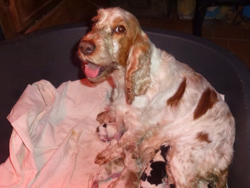 Cocker Spaniel Anglais - Du taillis du houx