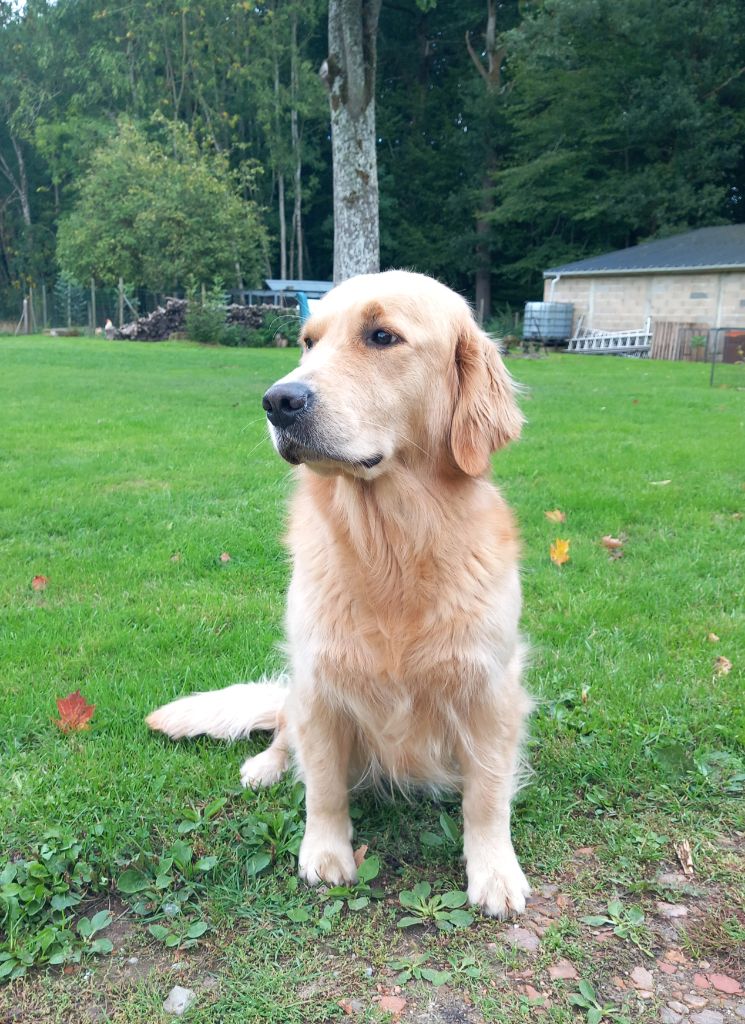 Ulan Des Sablons D'Or