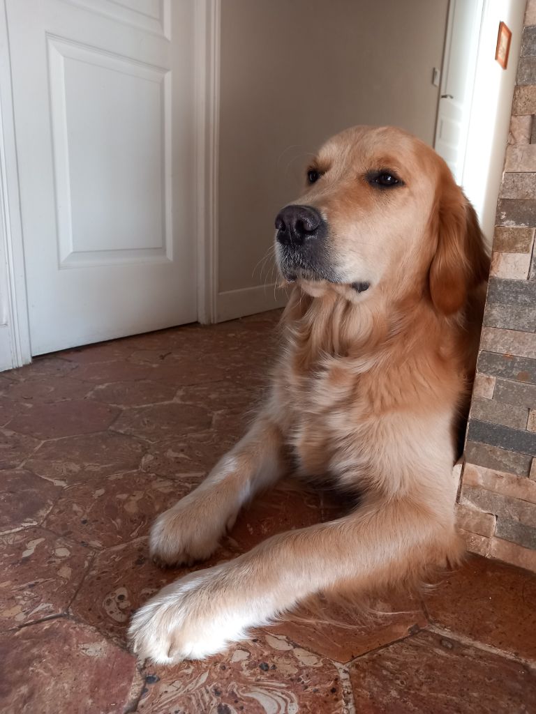 Ulan Des Sablons D'Or