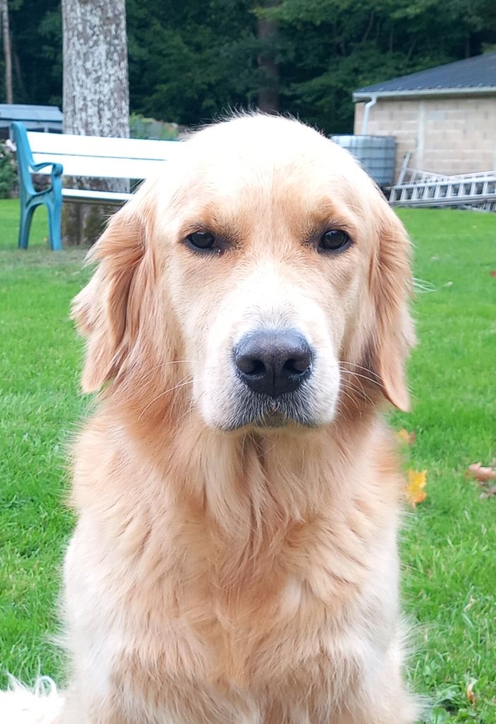 Ulan Des Sablons D'Or