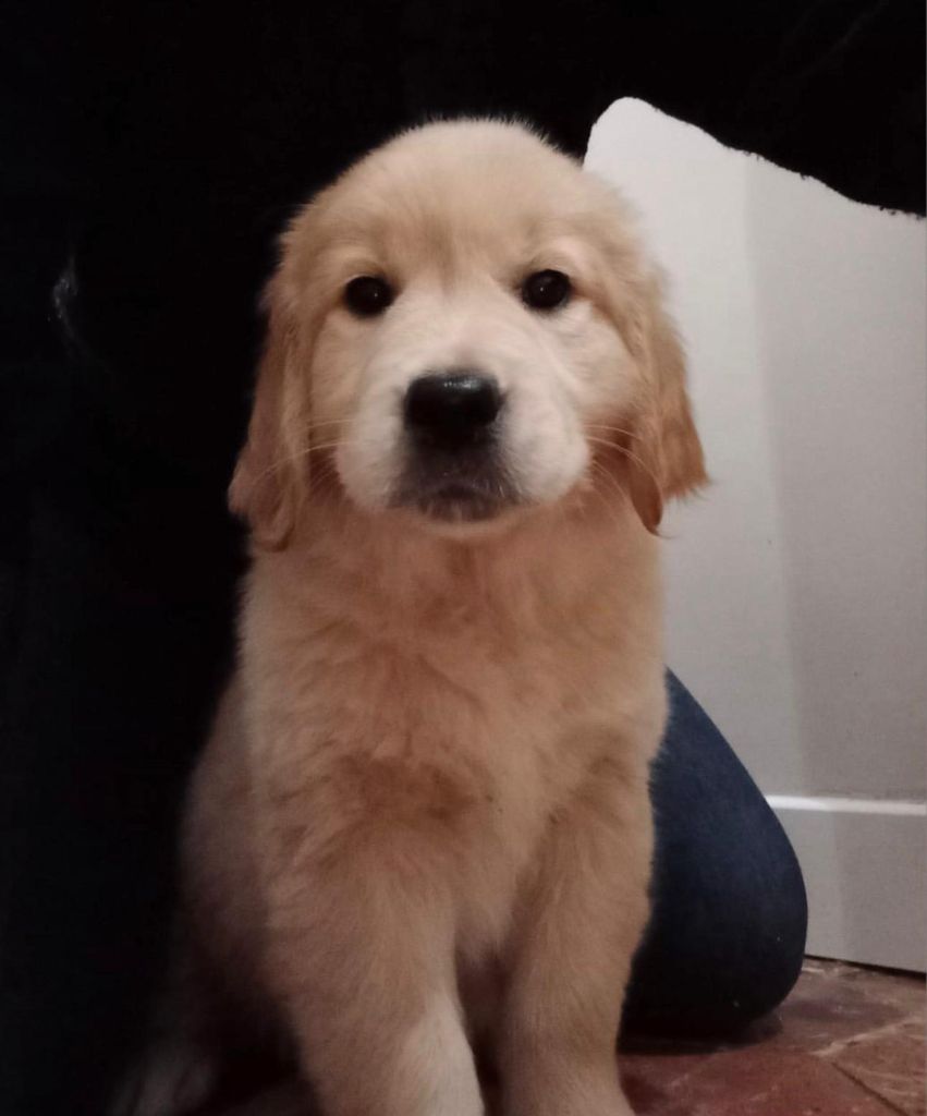 Ulan Des Sablons D'Or