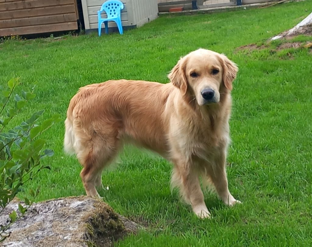 Ulan Des Sablons D'Or