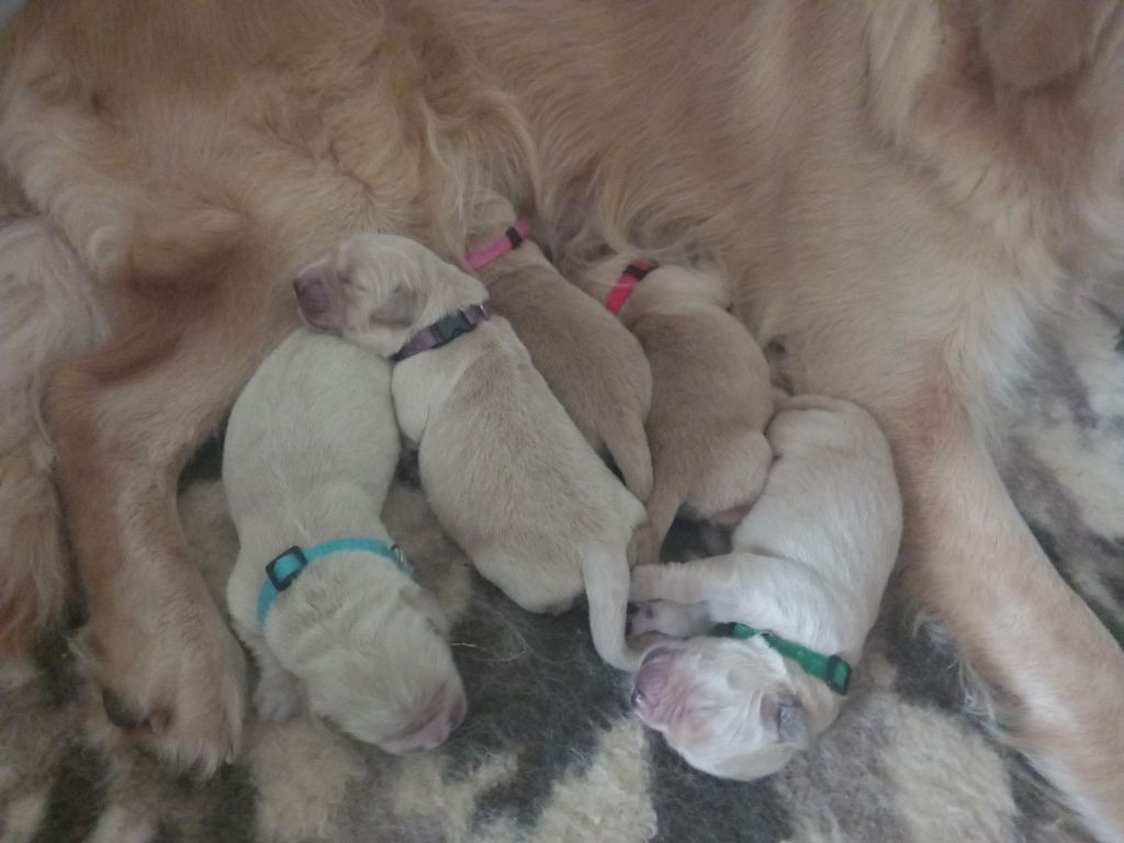 ASTON - Golden Retriever