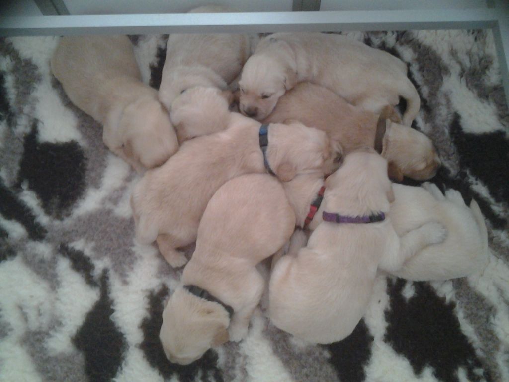 CHIOT - Golden Retriever