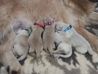Les chiots de Golden Retriever