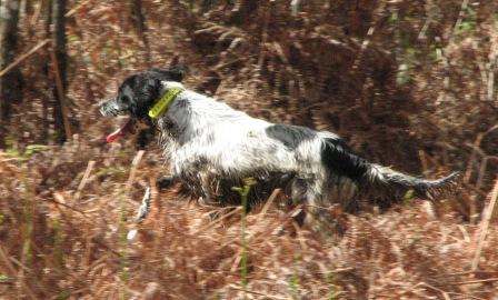 Publication : De Pechavis Auteur : cc