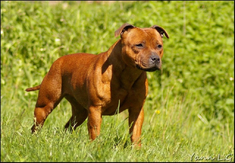 Publication : Du Domaine De Babylone