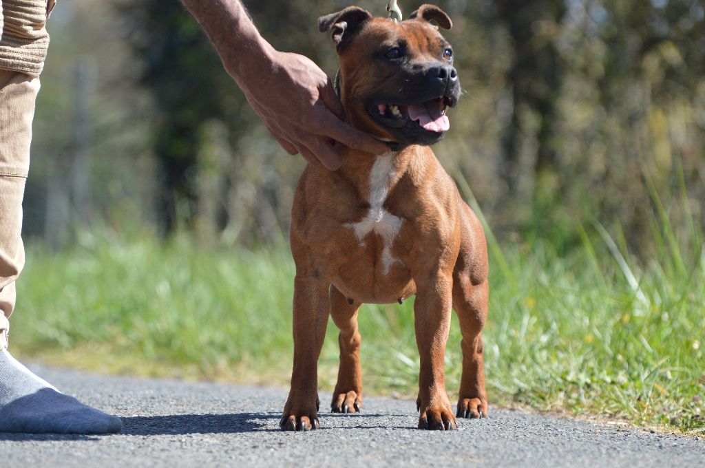 Publication : Du Domaine De Babylone Auteur : VG