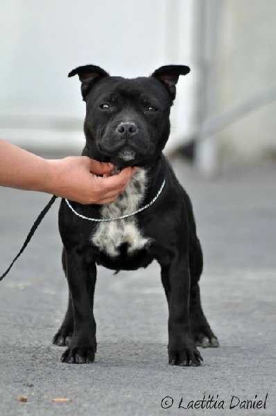 Publication : Pome's World Auteur : Laetitia Daniel