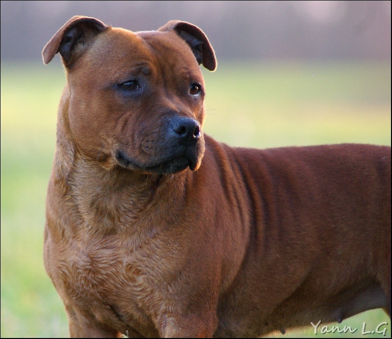 Publication : Du Domaine De Babylone