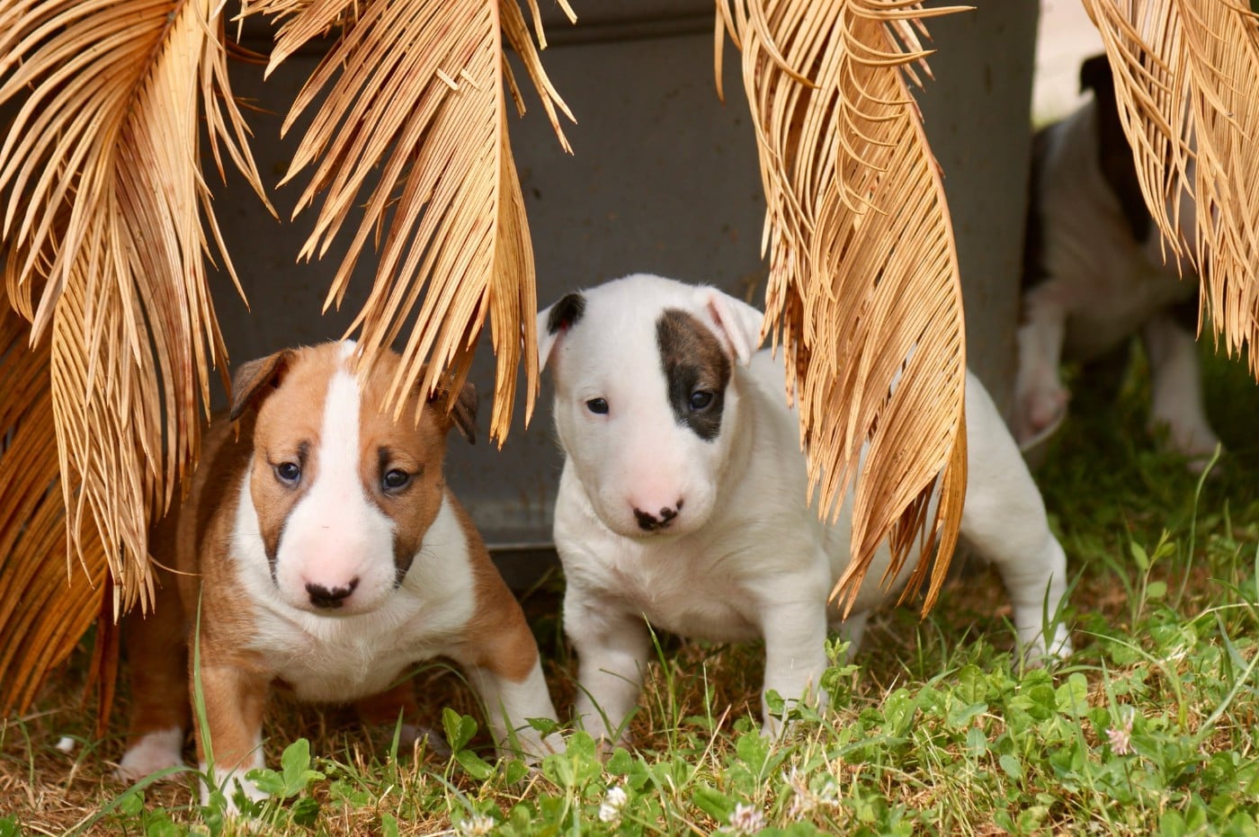 Bull Terrier - Du Domaine De Babylone