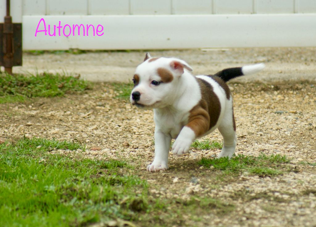 Automne