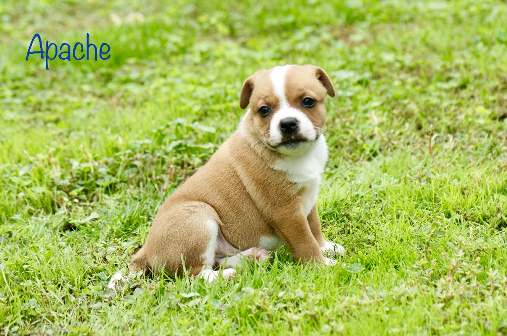 Apache