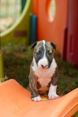 Les chiots de Bull Terrier