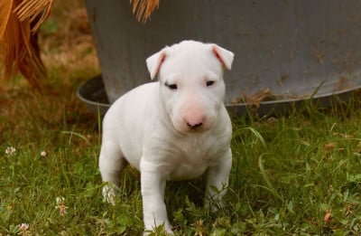 Les chiots de Bull Terrier