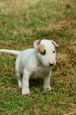Les chiots de Bull Terrier