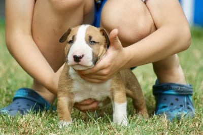 Les chiots de Bull Terrier