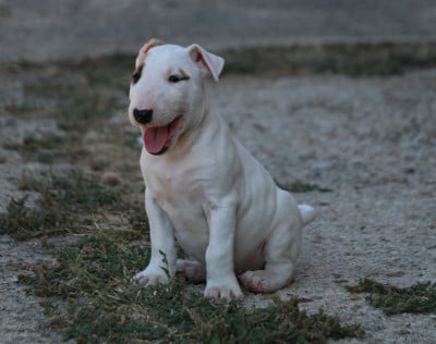 Les chiots de Bull Terrier