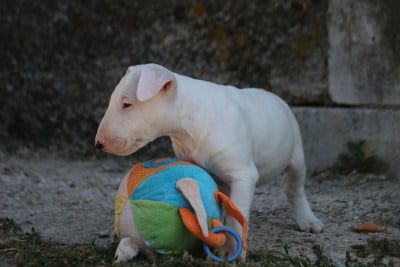 Les chiots de Bull Terrier