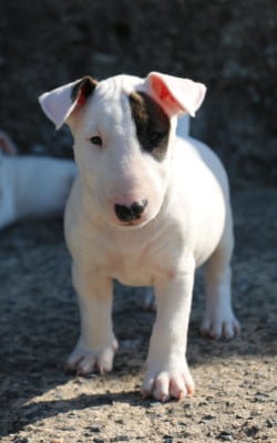 Les chiots de Bull Terrier