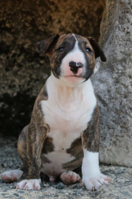 Les chiots de Bull Terrier