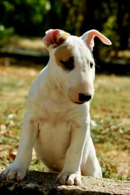 Les chiots de Bull Terrier