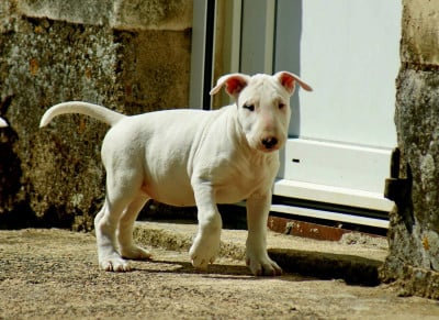 Les chiots de Bull Terrier