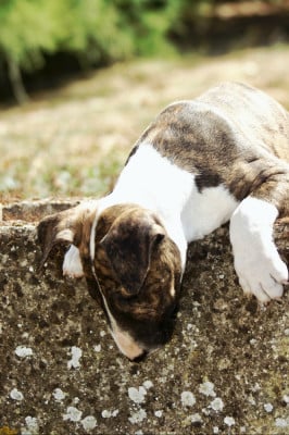 Les chiots de Bull Terrier