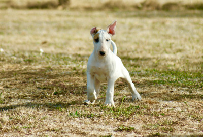 Les chiots de Bull Terrier