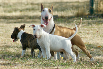 Les chiots de Bull Terrier