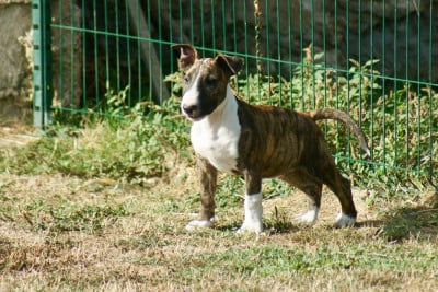 Les chiots de Bull Terrier