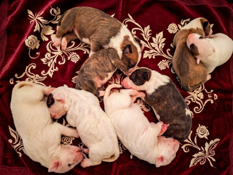 Bull Terrier - Du Domaine De Babylone