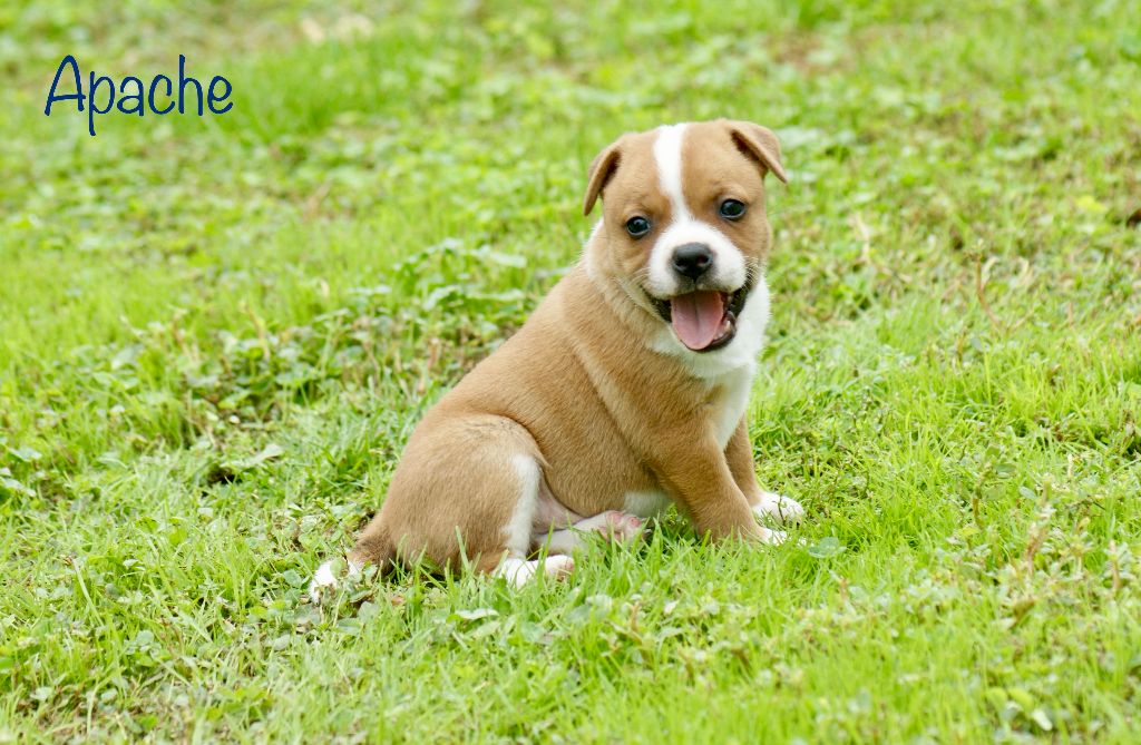 Apache