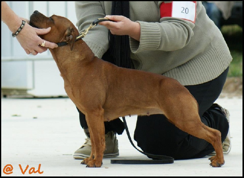 Gaya (Sans Affixe) - 2ème EXC