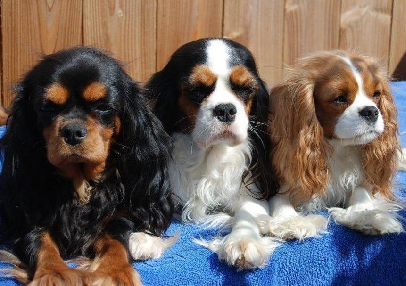 Publication : Du Domaine De Virginyamael